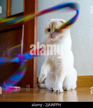 Cute Scottish Fold Kitten Stock Photo