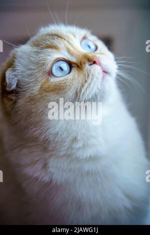 Cute Scottish Fold Kitten Stock Photo