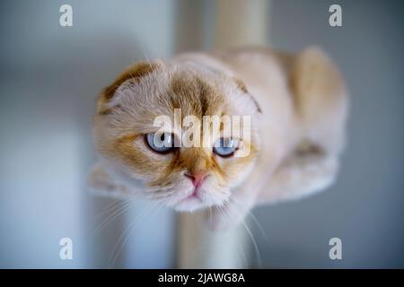 Cute Scottish Fold Kitten Stock Photo