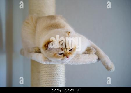 Cute Scottish Fold Kitten Stock Photo