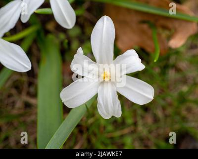 Chionodoxa luciliae, Glory of the Arch in the Snow or Lucile s Glory of the Snow, white flowers Stock Photo