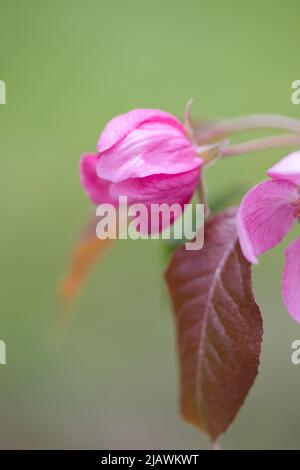 Pink crabapple blossom and leaf isolated on a green background. Close-up. Stock Photo