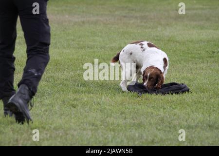 Ipswich, UK. 01st Jun 2022. After being cancelled in 2020 and 2021 due to Covid restrictions the Suffolk Show returns to Ipswich. Norfolk and Suffolk joint police dog section display. Dogs are trained to detect drugs, cash and weapons. Credit: Eastern Views/Alamy Live News Stock Photo