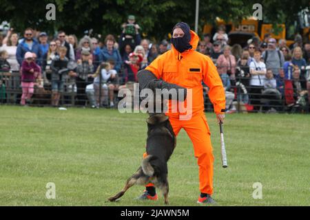 Ipswich, UK. 01st Jun 2022. After being cancelled in 2020 and 2021 due to Covid restrictions the Suffolk Show returns to Ipswich. Norfolk and Suffolk joint police dog section display. Dogs are trained to deal with criminals. Credit: Eastern Views/Alamy Live News Stock Photo
