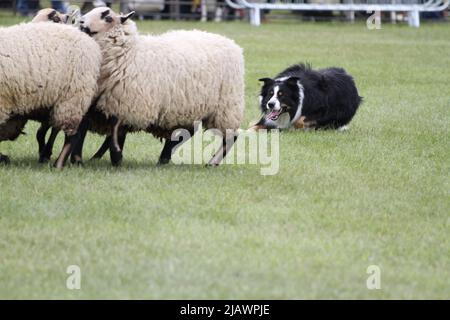 Ipswich, UK. 01st Jun 2022. After being cancelled in 2020 and 2021 due to Covid restrictions the Suffolk Show returns to Ipswich. Sheep dog at work in the President's ring. Credit: Eastern Views/Alamy Live News Stock Photo