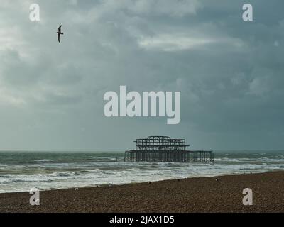 The skeletal ruins of Brighton West Pier under a dramatic sky seen from the shingle beach; a solitary seagull soaring overhead. Stock Photo