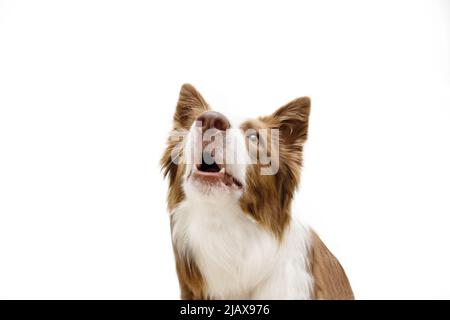 Anger border collie dog barking. Isolated on white background Stock Photo
