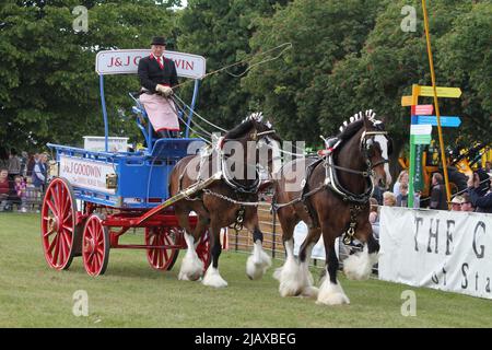 Ipswich, UK. 01st Jun 2022. After being cancelled in 2020 and 2021 due to Covid restrictions the Suffolk Show returns to Ipswich. The Heavy Horse turnout championship in the President's ring. Credit: Eastern Views/Alamy Live News Stock Photo