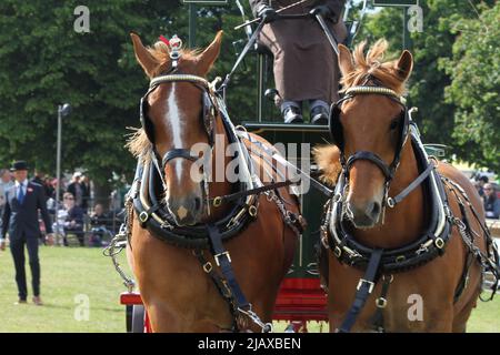 Ipswich, UK. 01st Jun 2022. After being cancelled in 2020 and 2021 due to Covid restrictions the Suffolk Show returns to Ipswich. The Heavy Horse turnout championship in the President's ring. Credit: Eastern Views/Alamy Live News Stock Photo