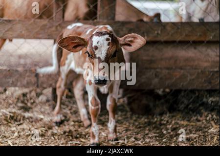 brown calf in the middle of a stable looking at the camera Stock Photo