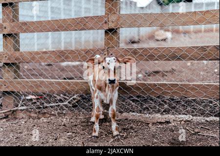 brown calf in the middle of a cow stable Stock Photo