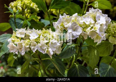 Hydrangea macrophylla ‘Wudu’ Stock Photo