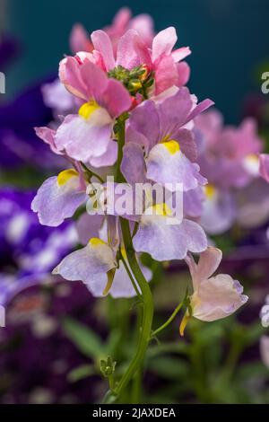 Nemesia ‘Amelie’ Stock Photo