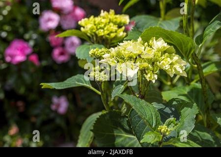 Hydrangea macrophylla ‘Wudu’ Stock Photo