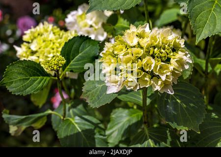 Hydrangea macrophylla ‘Wudu’ Stock Photo