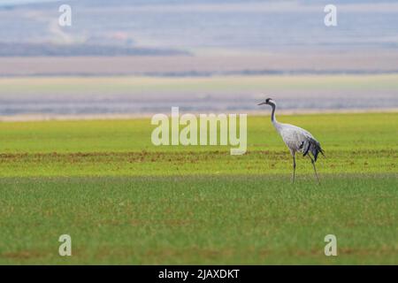 A flock of eurasian crane (Grus grus) in winter in Gallocanta Stock Photo