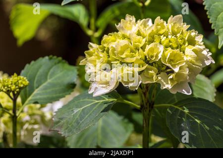 Hydrangea macrophylla ‘Wudu’ Stock Photo
