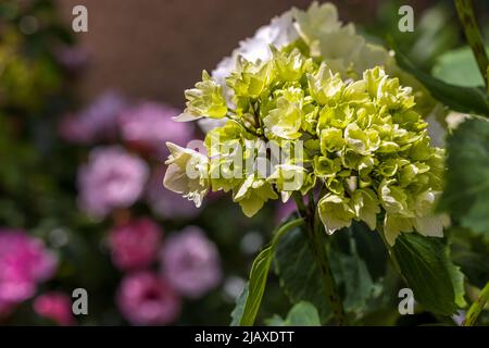 Hydrangea macrophylla ‘Wudu’ Stock Photo