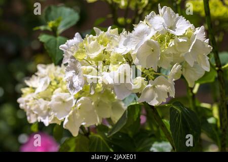 Hydrangea macrophylla ‘Wudu’ Stock Photo