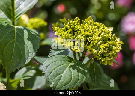 Hydrangea macrophylla ‘Wudu’ Stock Photo