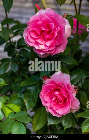 Rosa You're Beautiful - Rose of the Year 2013 Stock Photo