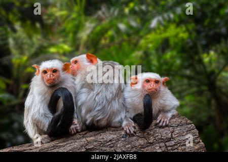 Three silvery marmosets (Mico argentatus Callithrix argentata) in tree, tropical monkeys native to the eastern Amazon rainforest in Brazil Stock Photo