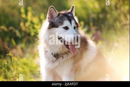 Portrait of Alaskan malamut dog Stock Photo