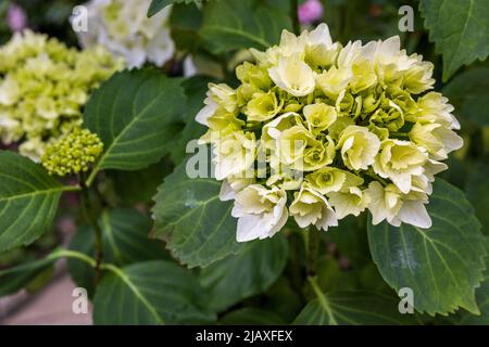 Hydrangea macrophylla ‘Wudu’ Stock Photo