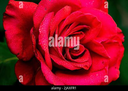 Close-up of a red rose wet with morning dew. The purple and red colors of this flower are highlighted by a light morning dew. Stock Photo