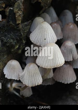 Fairy Inkcap mushroom (Coprinellus disseminatus) on tree bark Stock Photo