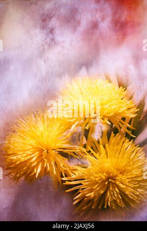 ikebana flower arrangement with three yellow chrysanthemums and textured background Stock Photo