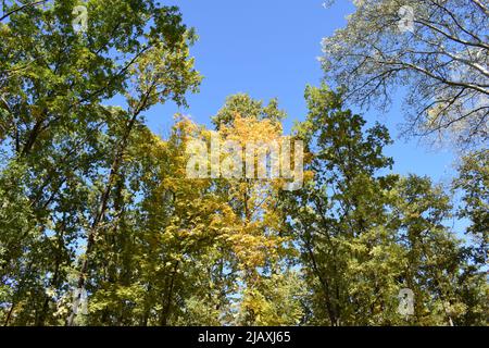 Yellow fallen leaves. Tree against blue sky. Yellow Tree Leaves Composition Over Sky. Beautiful autumn tree and blue sky. Autumn Nature concept. Trees Stock Photo