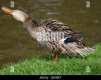 Female Mallard duck, Anas platyrhynchos, shaking water off plumage, UK Stock Photo