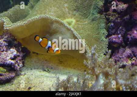 Amphiprion sebae, also known as the sebae clownfish, is an anemonefish found in the northern Indian Ocean, from Java to the Arabian Peninsula. Stock Photo