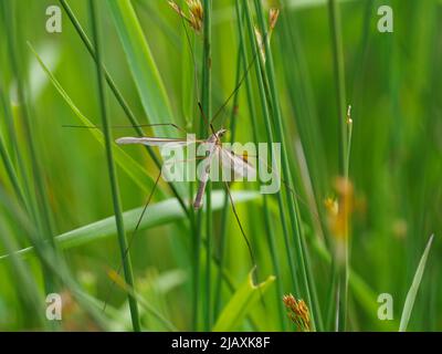 Tipulidae, Cranefly, UK Stock Photo - Alamy