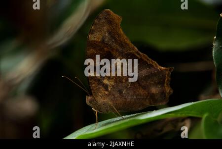 Question Mark butterfly (Polygonia interrogationis) sit on a green plant , with beautiful blurred background Stock Photo
