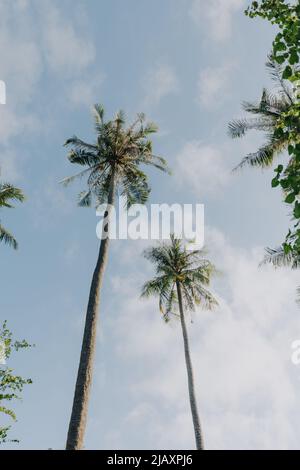 Palmtrees seen from below with clear sky Stock Photo