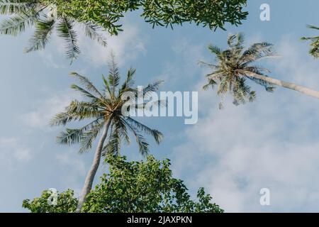 Palmtrees seen from below with clear sky Stock Photo