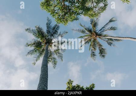 Palmtrees seen from below with clear sky Stock Photo
