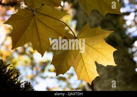 Acer platanoides, commonly known as the Norway maple leaves in closeup, Lēdurga Dendropark, Latvia Stock Photo