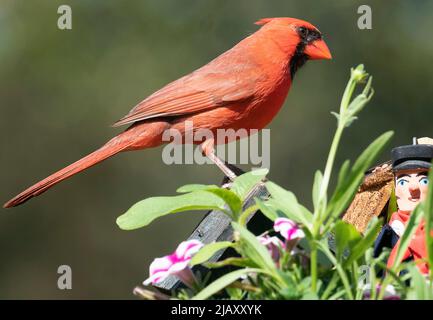 northern cardinal perches on the roof of a bird house Stock Photo