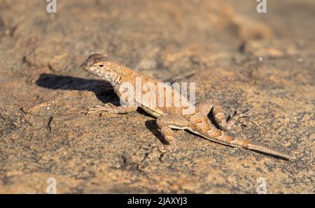 The greater earless lizard (Cophosaurus texanus) Stock Photo
