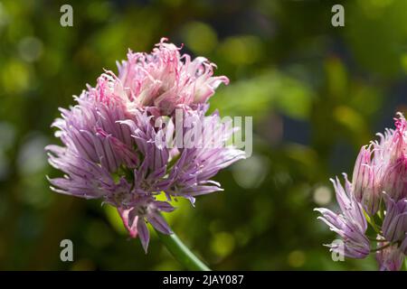 pink blossom of a chive plant Stock Photo