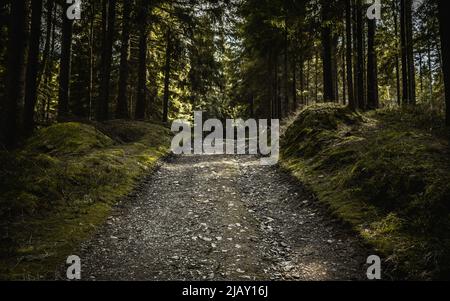 Old road with beautiful forest with nice rays of light shining through the trees in the north of Czech Republic. Stock Photo