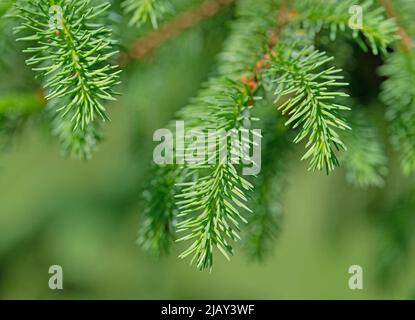 Spruce branches in a closeup Stock Photo