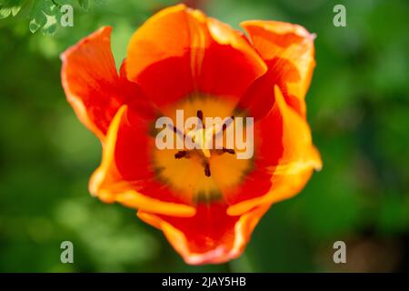 Beautiful top view of a orange and yellow tulip bloom in the garden Stock Photo