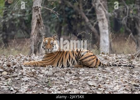 A wild tiger lying in the forest in India, Madhya Pradesh, close portrait Stock Photo