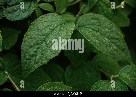 bright saturated green foliage in raindrops as a natural background Stock Photo