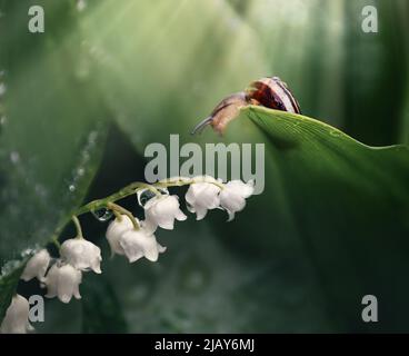 little curious snail looks at lilies of the valley sitting on a leaf Stock Photo