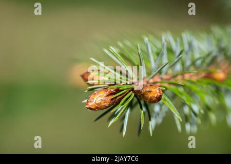 Macro image of Buds on the end of a Fir Tree Branch Stock Photo